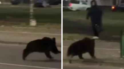 В центре Витебска заметили «законопослушного» медвежонка