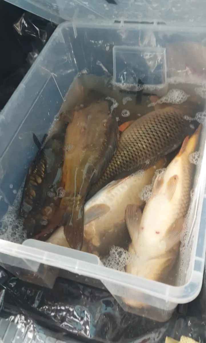 В Чехии рыбаков обвинили в издевательстве над рыбой. В Беларуси так делают все?