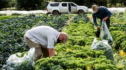 Власти Польши обязали заплатить налоги фермеров, раздававших бесплатно овощи