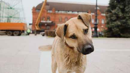 Тысячи белорусов потребовали пересмотреть новые правила отлова бездомных животных. Есть ответ МинЖКХ