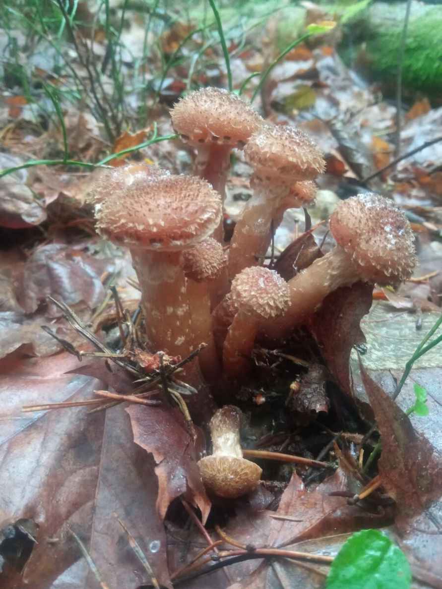 «Зимние» боровики, лисички и опята. Белорусы отказались закрывать грибной сезон, несмотря на снегопады