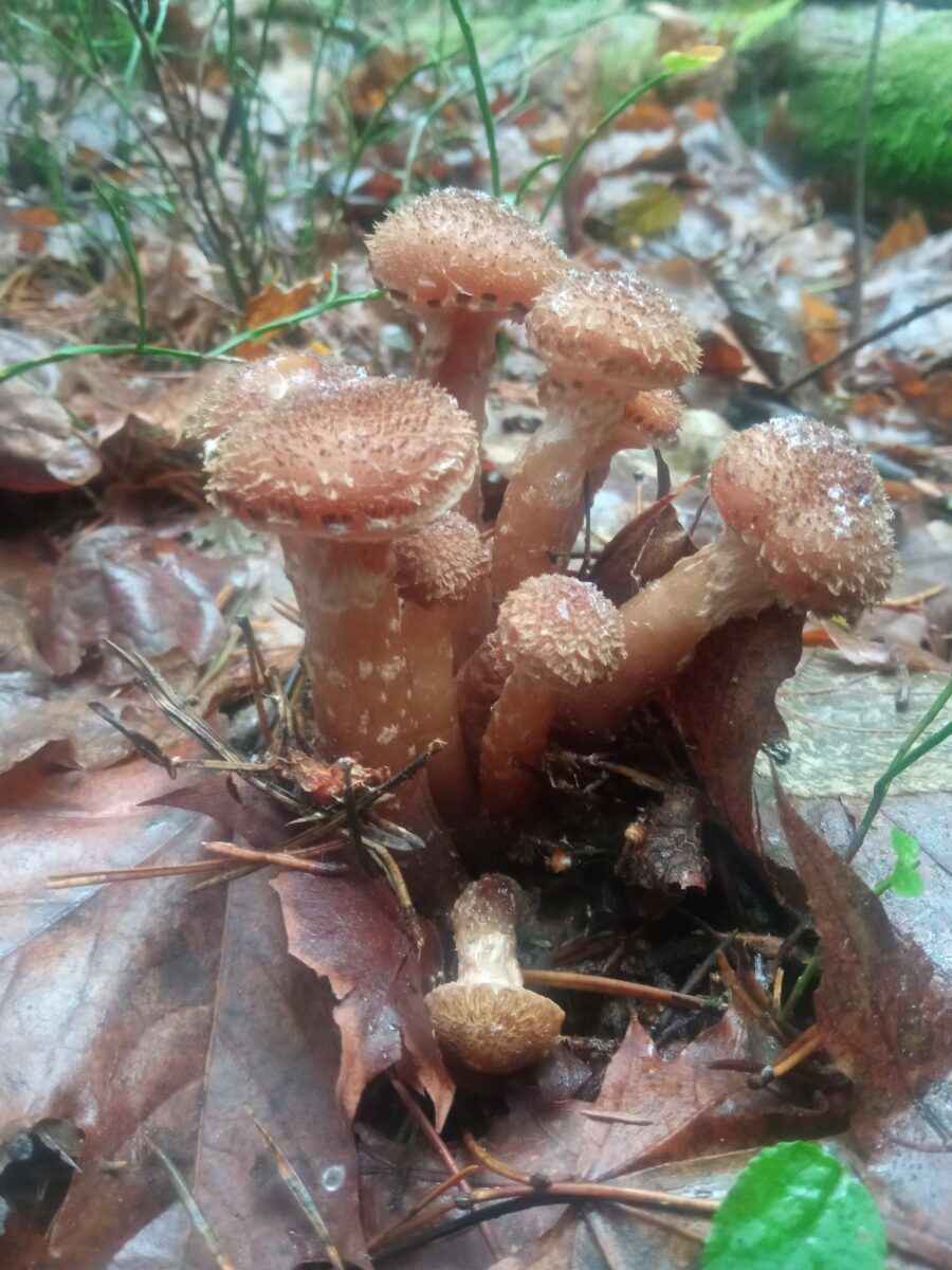 «Зимние» боровики, лисички и опята. Белорусы отказались закрывать грибной сезон, несмотря на снегопады