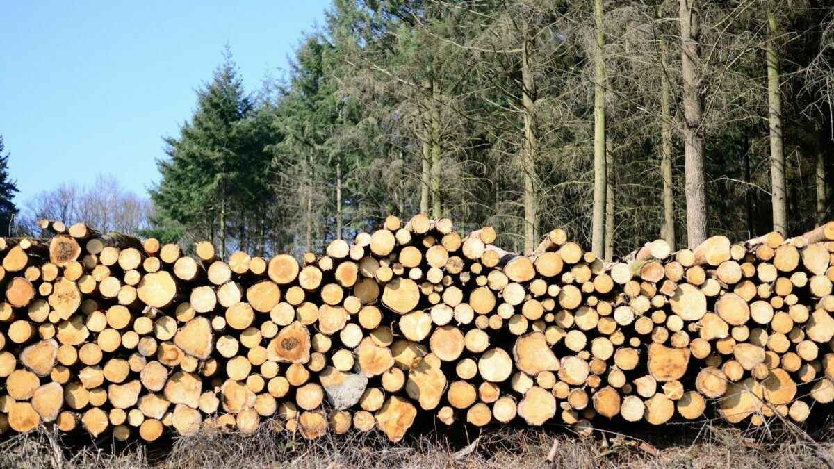 Госконтроль обвинил белорусские лесхозы в приписках, сокрытии и порче древесины