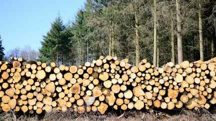 Госконтроль обвинил белорусские лесхозы в приписках, сокрытии и порче древесины