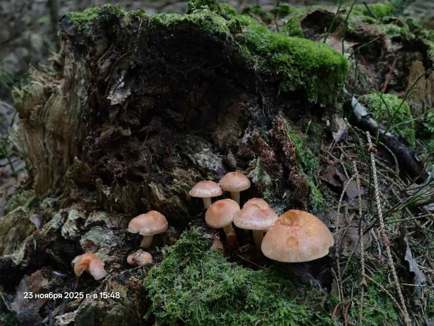 «Сезон продолжается» - Белорусы показали, какие грибы берут целыми корзинками в декабре