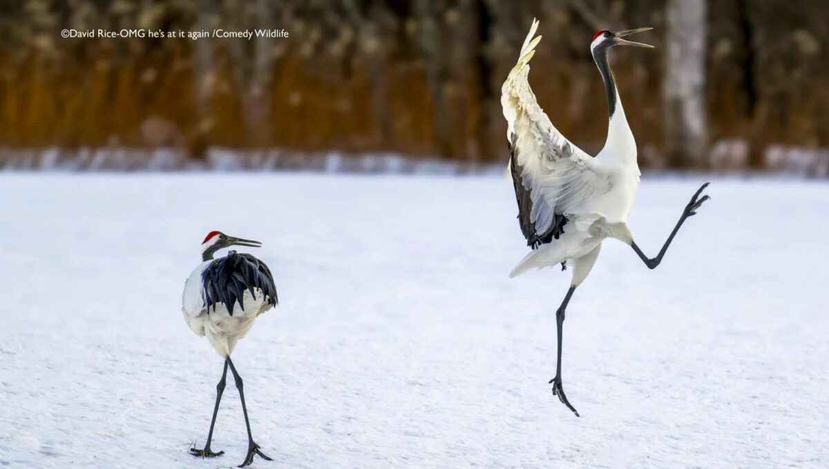 Лисьи пляски, хор львов и уморительные обезьяны. Фотографы показали самых смешных животных 2025 года