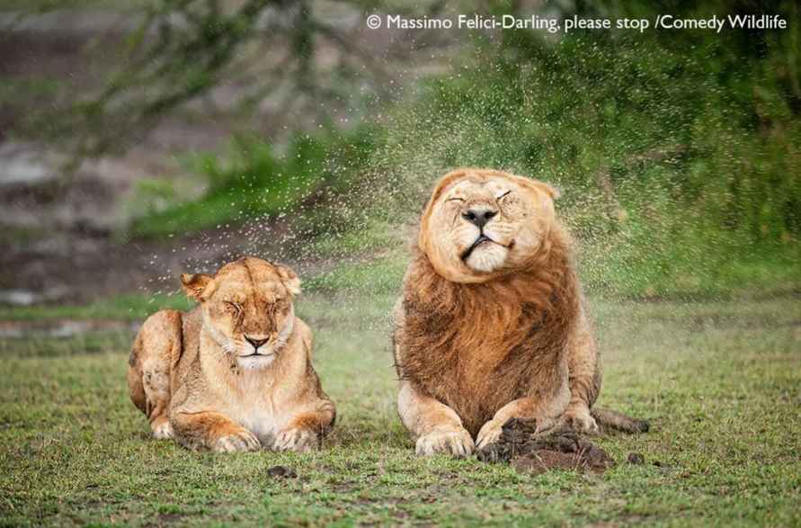 Лисьи пляски, хор львов и уморительные обезьяны. Фотографы показали самых смешных животных 2025 года
