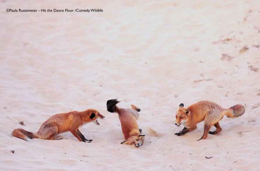 Лисьи пляски, хор львов и уморительные обезьяны. Фотографы показали самых смешных животных 2025 года