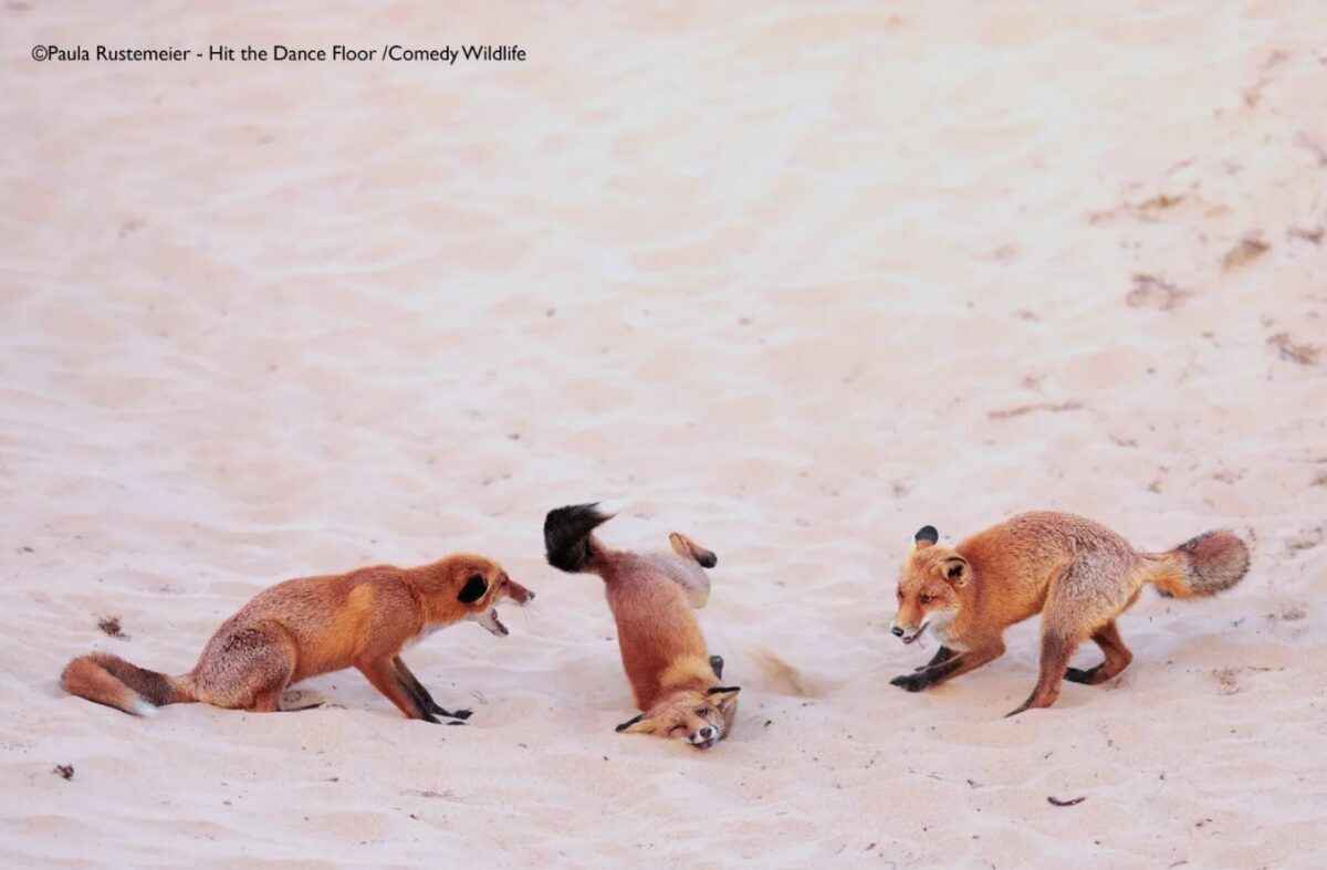 Лисьи пляски, хор львов и уморительные обезьяны. Фотографы показали самых смешных животных 2025 года