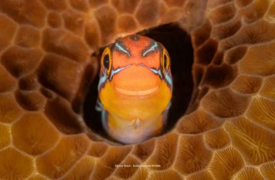 Лисьи пляски, хор львов и уморительные обезьяны. Фотографы показали самых смешных животных 2025 года