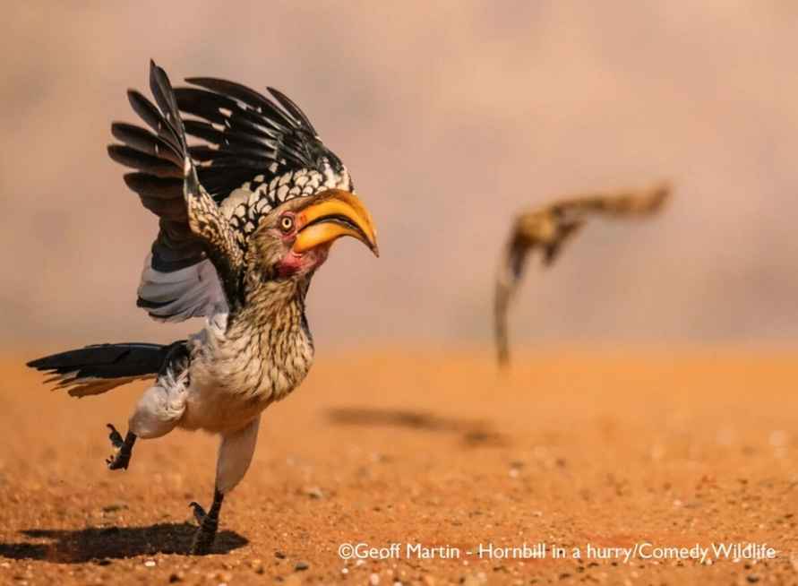Лисьи пляски, хор львов и уморительные обезьяны. Фотографы показали самых смешных животных 2025 года