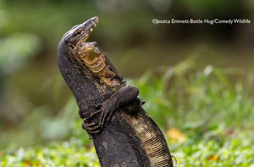 Лисьи пляски, хор львов и уморительные обезьяны. Фотографы показали самых смешных животных 2025 года