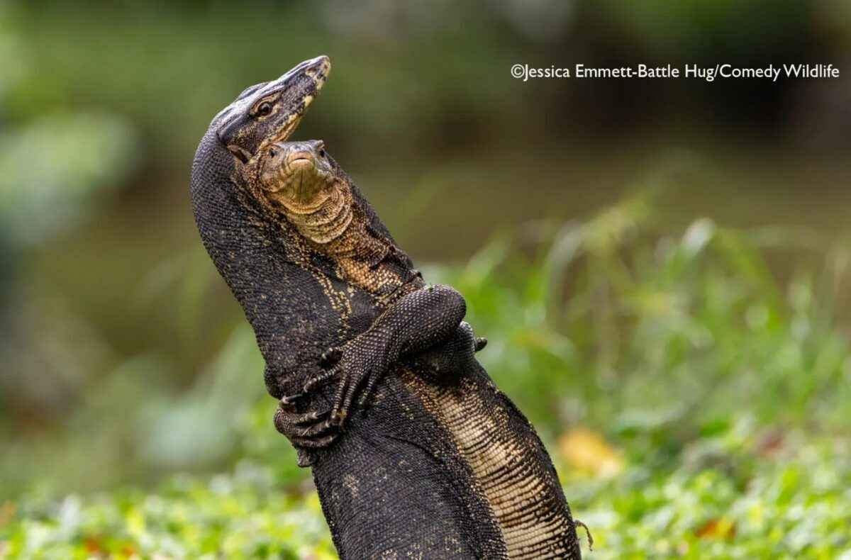 Лисьи пляски, хор львов и уморительные обезьяны. Фотографы показали самых смешных животных 2025 года