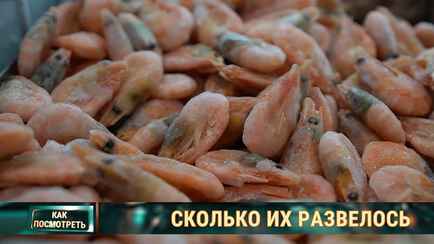 Почему белорусские креветки не появятся на полках магазинов, несмотря на старт первой фермы