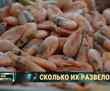 Почему белорусские креветки не появятся на полках магазинов, несмотря на старт первой фермы
