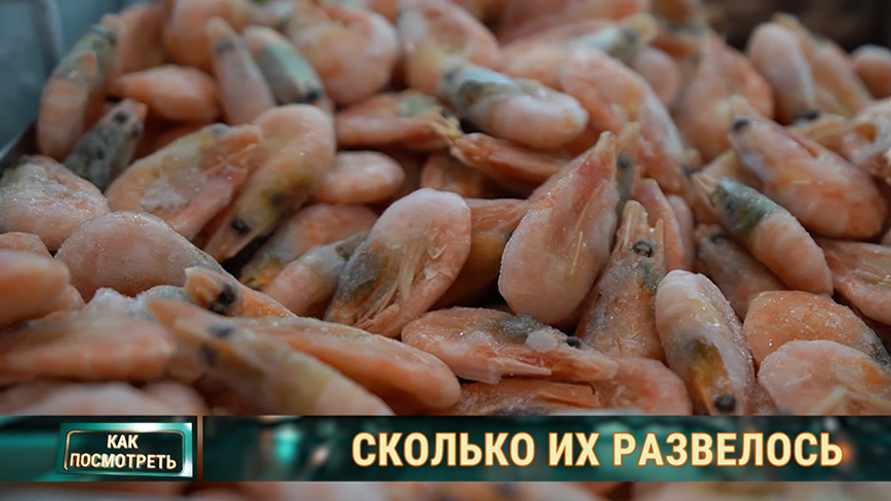 Почему белорусские креветки не появятся на полках магазинов, несмотря на старт первой фермы