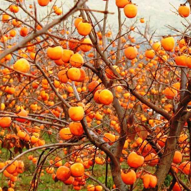 Кому из белорусов нельзя есть хурму? Витаминная, но всё-таки бомба