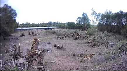 Белорус спилил 186 деревьев ради хорошего вида на реку. Почему СК прекратил уголовное дело?