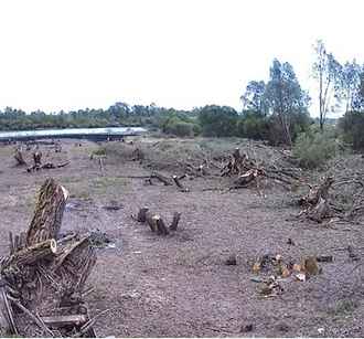 Белорус спилил 186 деревьев ради хорошего вида на реку. Почему СК прекратил уголовное дело?