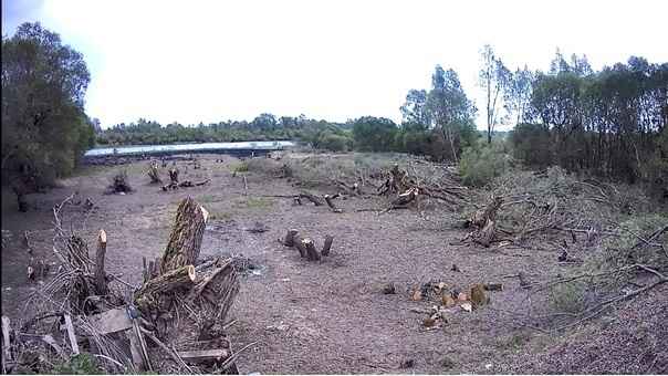 Белорус спилил 186 деревьев ради хорошего вида на реку. Почему СК прекратил уголовное дело?