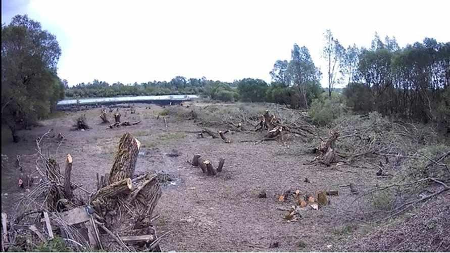 Белорус спилил 186 деревьев ради хорошего вида на реку. Почему СК прекратил уголовное дело?