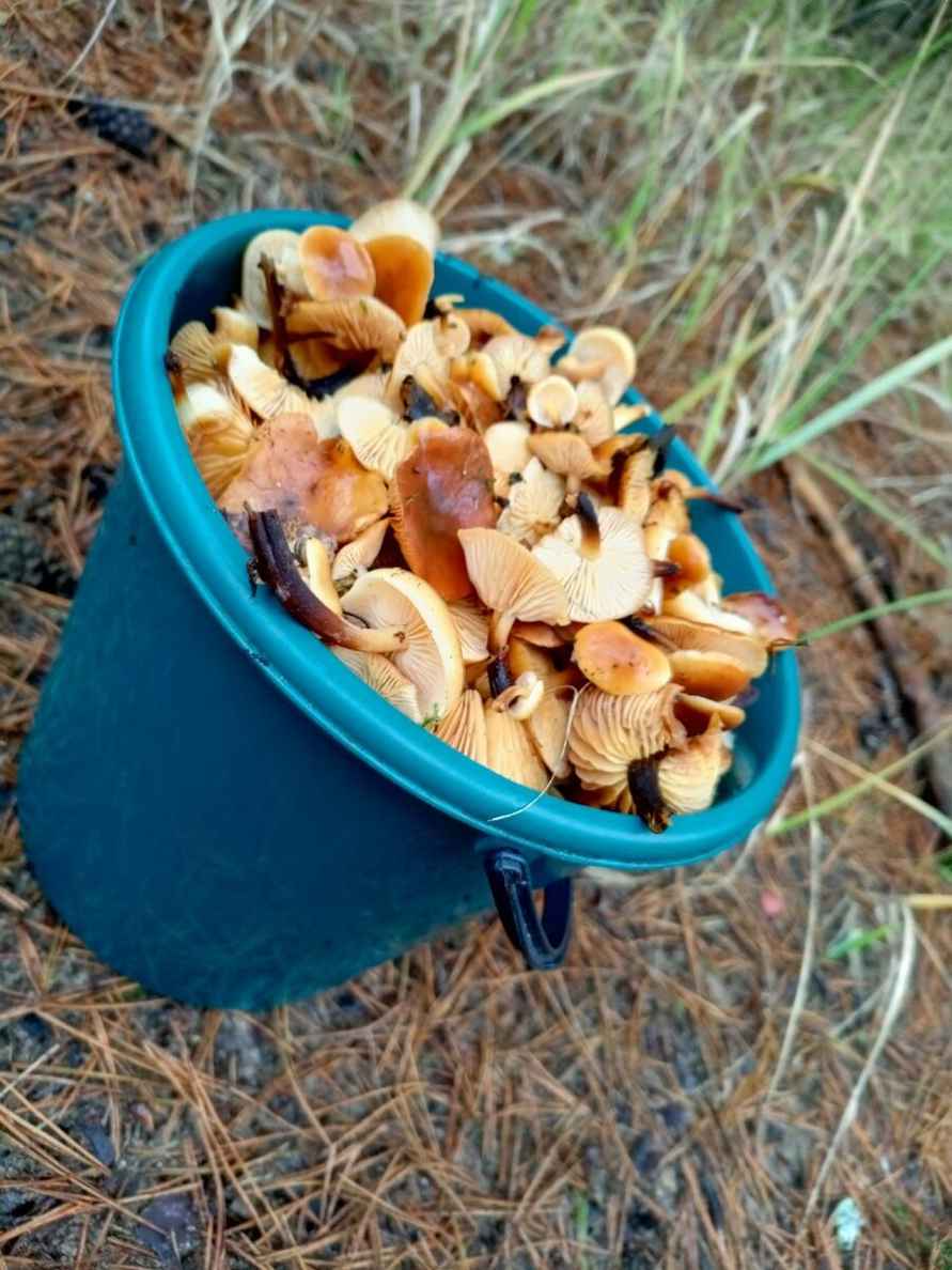 «Сезон продолжается» - Белорусы показали, какие грибы берут целыми корзинками в декабре