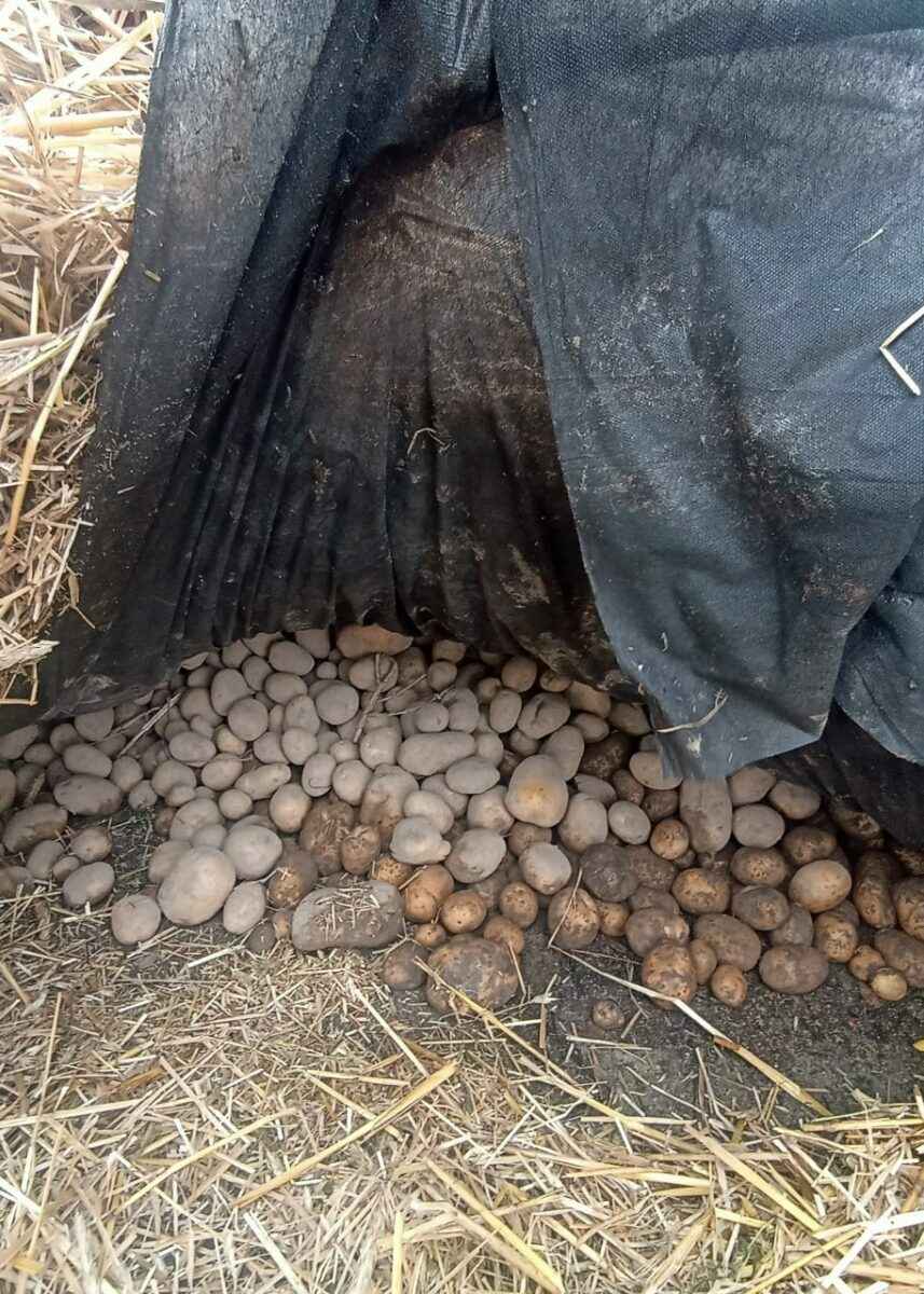 На Гомельщине тонны картофеля для зимнего стабфонда пытались хранить на земле под целлофаном