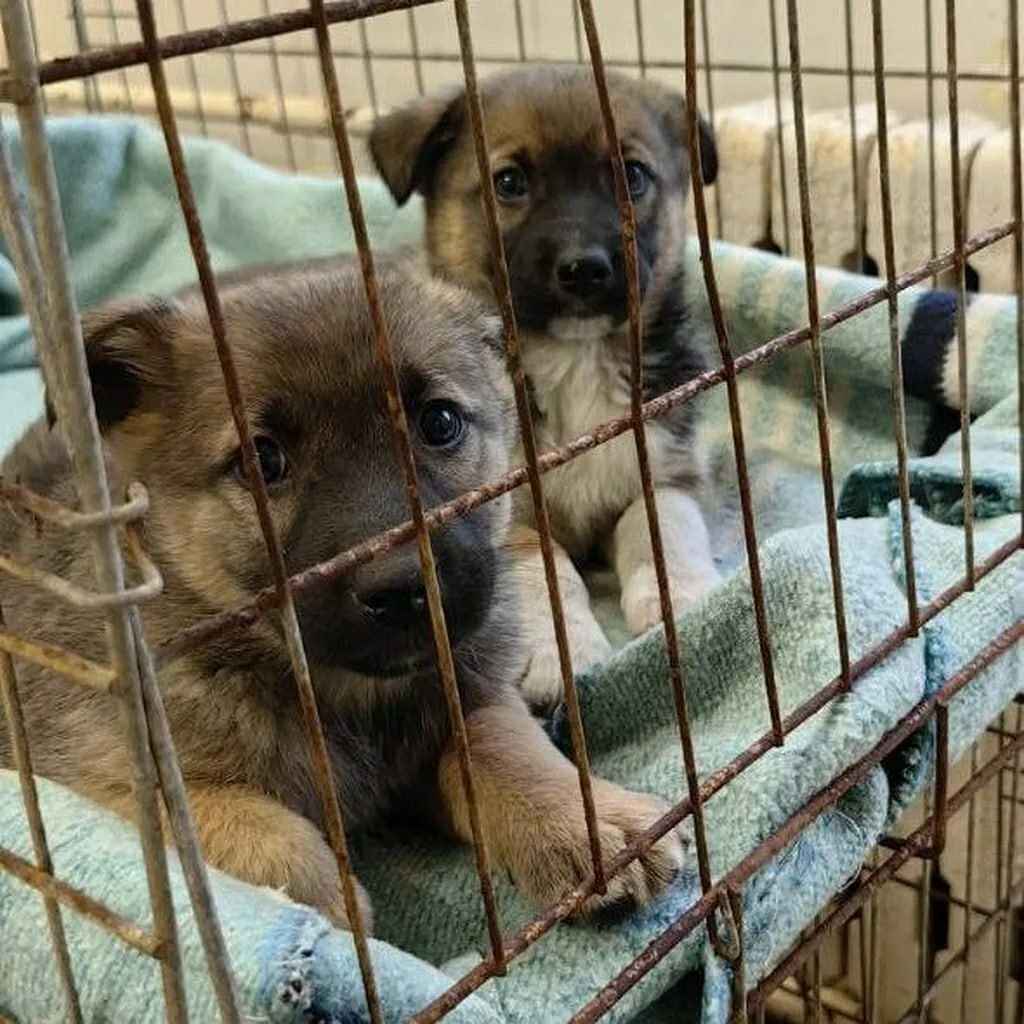 В Витебске милиция пригрозила владелице щенков штрафом до 1260 рублей