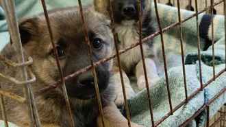 В Витебске милиция пригрозила владелице щенков штрафом до 1260 рублей