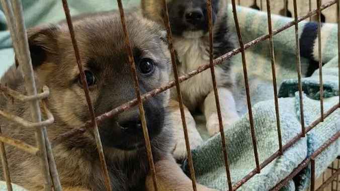 В Витебске милиция пригрозила владелице щенков штрафом до 1260 рублей