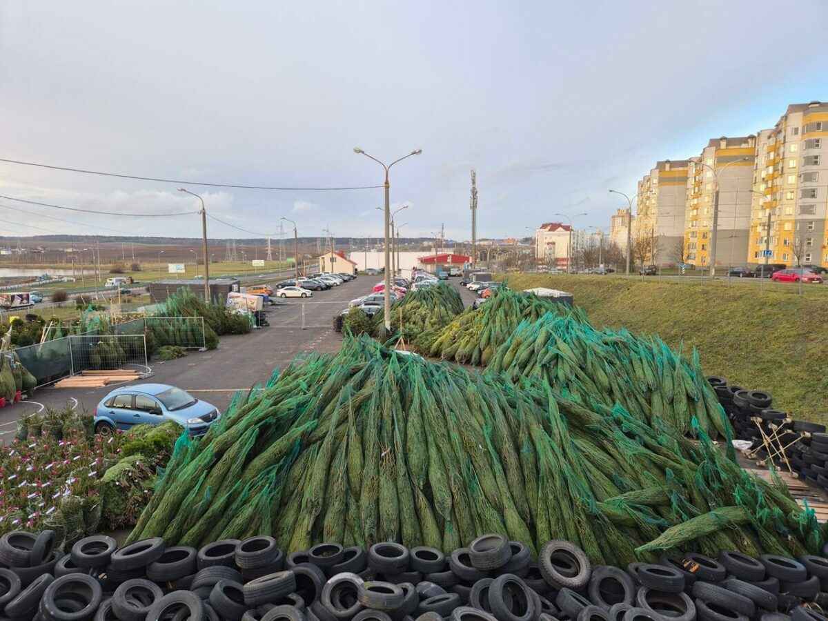 В Минском Сухарево обнаружили "залежи" новогодних ёлок