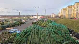 В Минском Сухарево обнаружили «залежи» новогодних ёлок