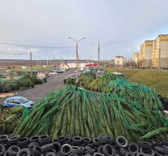 В Минском Сухарево обнаружили «залежи» новогодних ёлок