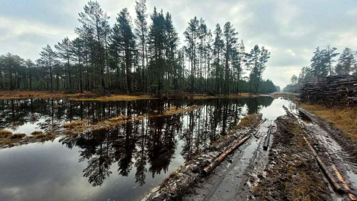 В Минлесхозе Беларуси показали, почему не всю буреломную древесину убрали в лесах - Мы едва смогли добраться