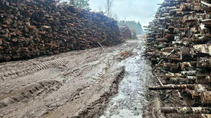 В Минлесхозе Беларуси показали, почему не всю буреломную древесину убрали в лесах - Мы едва смогли добраться