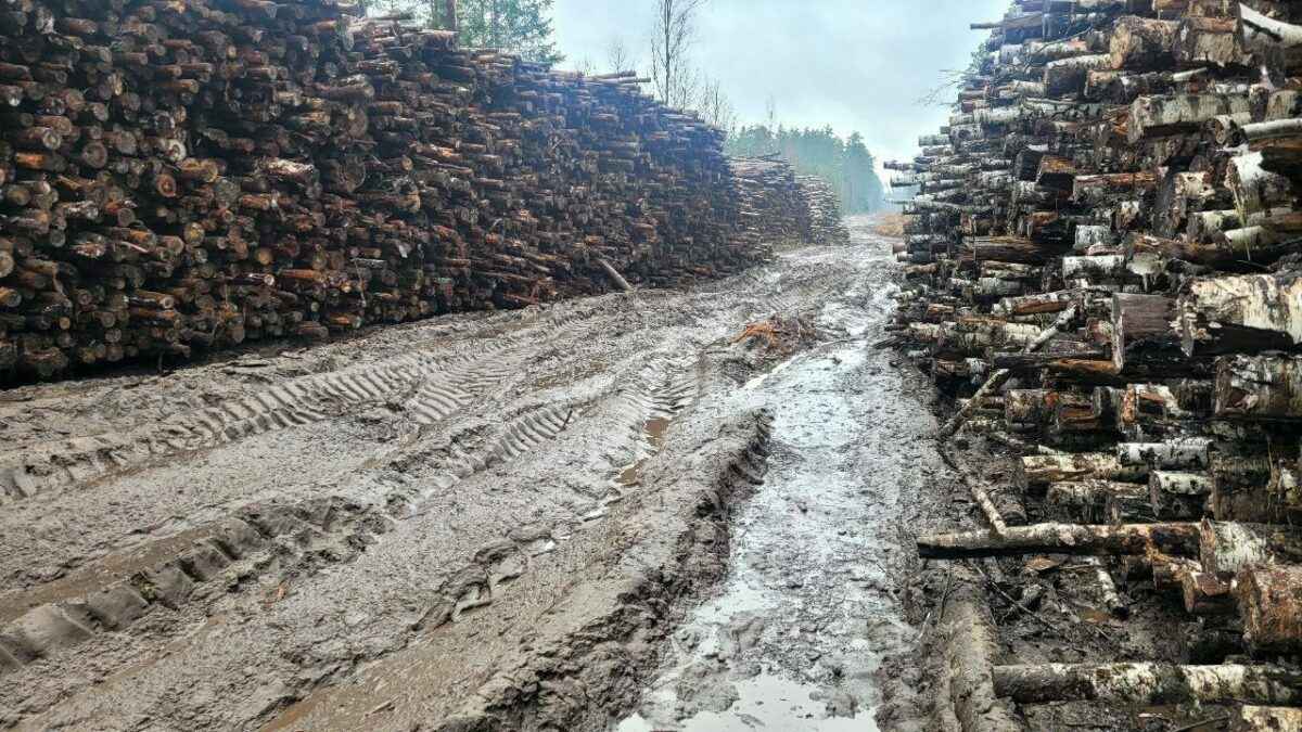 В Минлесхозе Беларуси показали, почему не всю буреломную древесину убрали в лесах - Мы едва смогли добраться