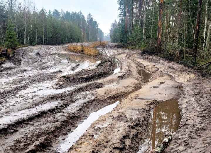В Минлесхозе Беларуси показали, почему не всю буреломную древесину убрали в лесах - "Мы едва смогли добраться"