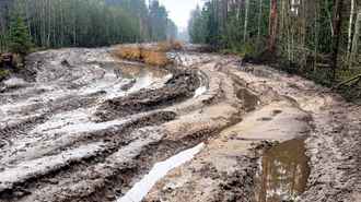 В Минлесхозе Беларуси показали, почему не всю буреломную древесину убрали в лесах — «Мы едва смогли добраться»