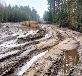 В Минлесхозе Беларуси показали, почему не всю буреломную древесину убрали в лесах — «Мы едва смогли добраться»