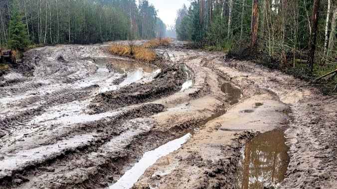 В Минлесхозе Беларуси показали, почему не всю буреломную древесину убрали в лесах — «Мы едва смогли добраться»