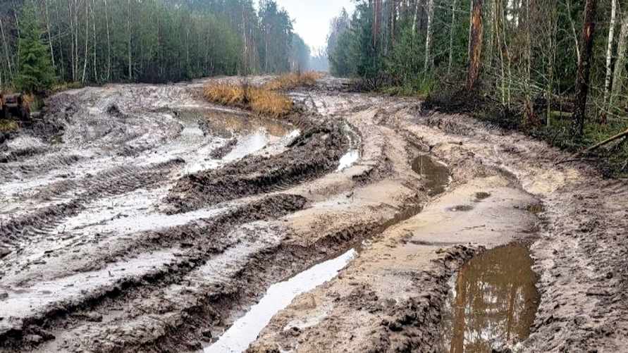 В Минлесхозе Беларуси показали, почему не всю буреломную древесину убрали в лесах - "Мы едва смогли добраться"