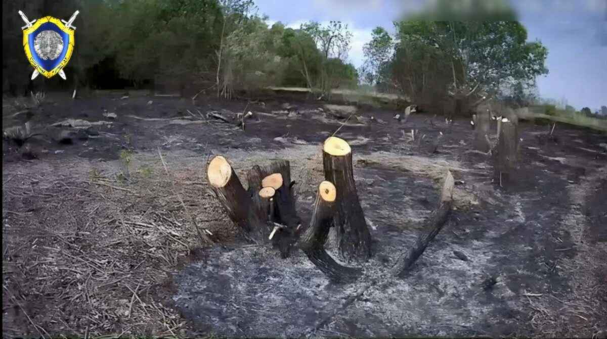 Белорус спилил 186 деревьев ради хорошего вида на реку. Почему СК прекратил уголовное дело?