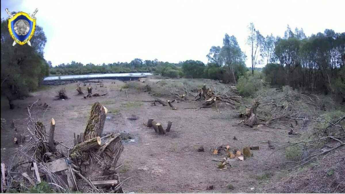 Белорус спилил 186 деревьев ради хорошего вида на реку. Почему СК прекратил уголовное дело?