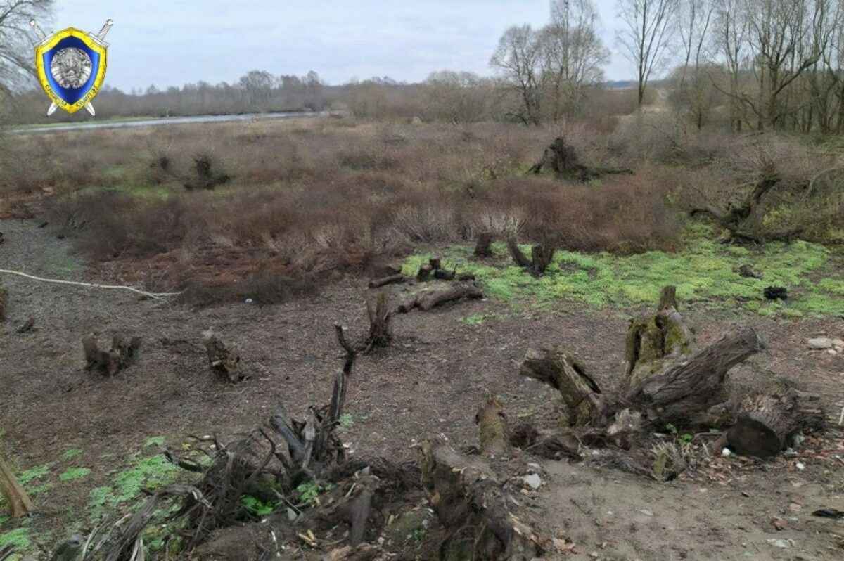 Белорус спилил 186 деревьев ради хорошего вида на реку. Почему СК прекратил уголовное дело?