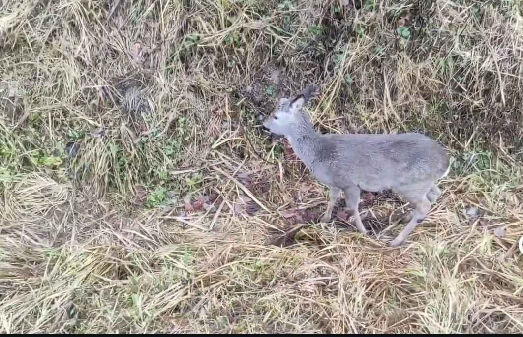 Под Осиповичами целая комиссия выехала к косуле, которая «активно кушала и передвигалась»