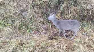 Под Осиповичами целая комиссия выехала к косуле, которая «активно кушала и передвигалась»