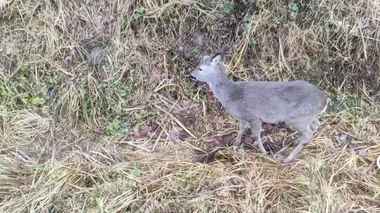 Под Осиповичами целая комиссия выехала к косуле, которая «активно кушала и передвигалась»