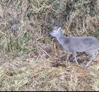 Под Осиповичами целая комиссия выехала к косуле, которая «активно кушала и передвигалась»
