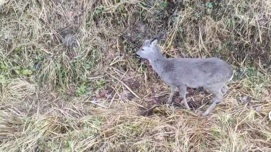 Под Осиповичами целая комиссия выехала к косуле, которая «активно кушала и передвигалась»
