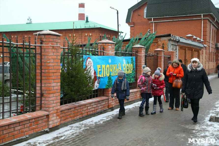 Где белорусам выгоднее всего купить живую ёлку? В Минлесхозе озвучили цены и адреса